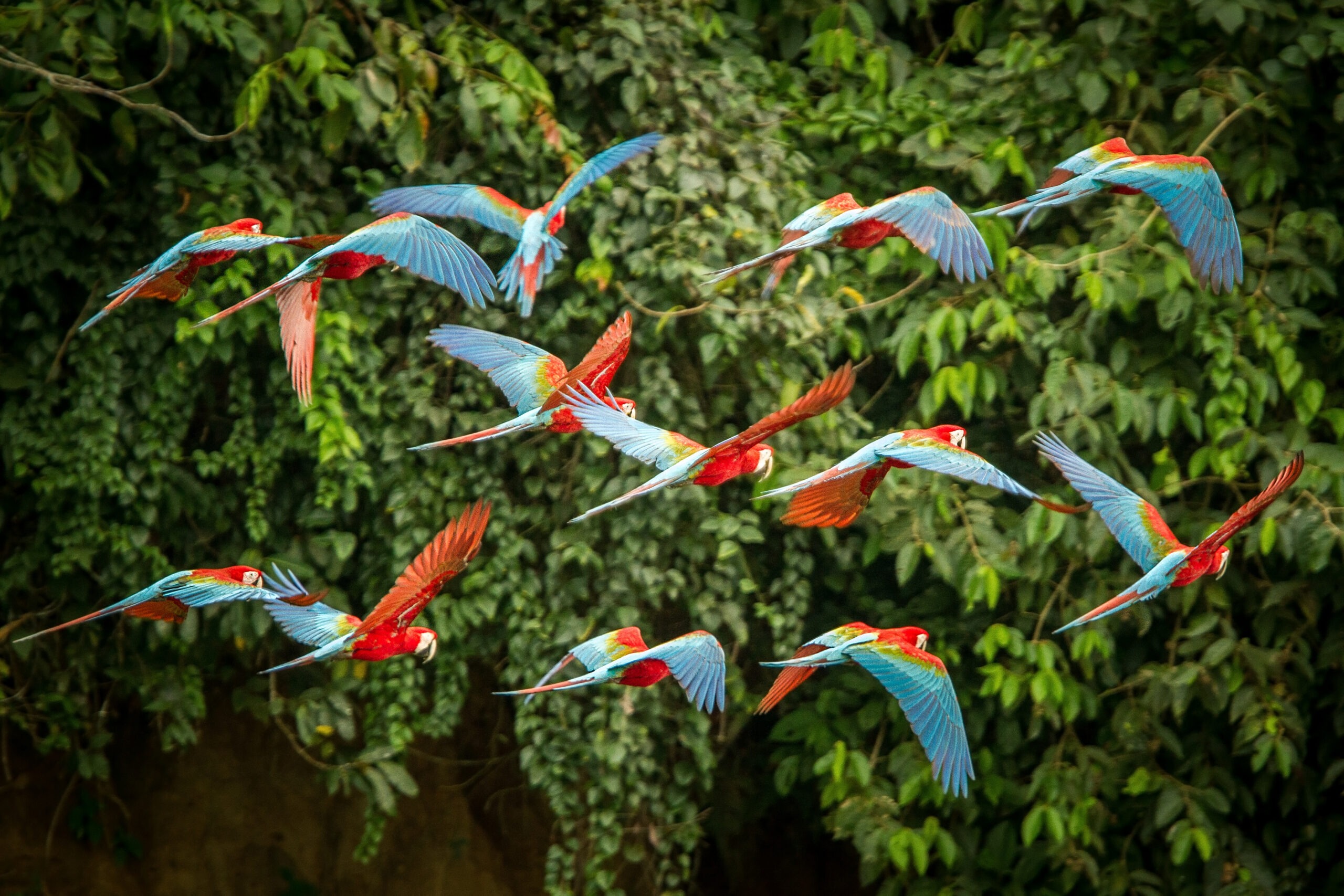 Flock of Scarlet Macaws flying in Rain Forest